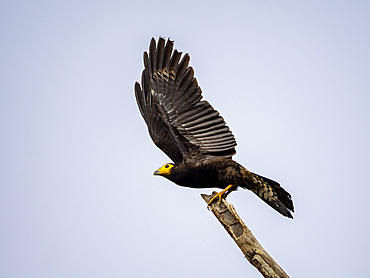 Adult black caracara, Daptrius ater, taking flight from a tree within the Pacaya Samiria Preserve, Peru.