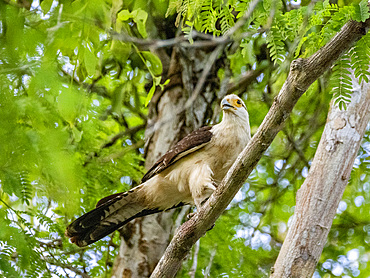 Adult yellow-headed caracara, Daptrius chimachima, perched in a tree within the Pacaya Samiria Preserve, Peru.