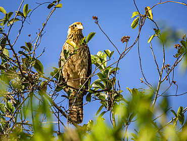 Adult yellow-headed caracara, Daptrius chimachima, perched in a tree within the Pacaya Samiria Preserve, Peru.