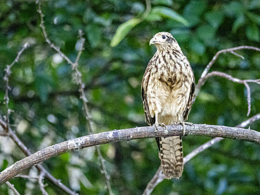 Adult yellow-headed caracara, Daptrius chimachima, perched in a tree within the Pacaya Samiria Preserve, Peru.