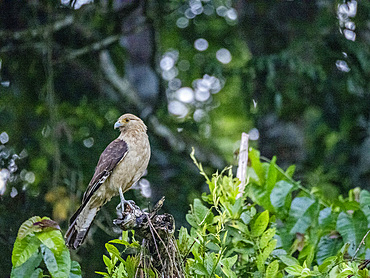 Adult yellow-headed caracara, Daptrius chimachima, in flight within the Pacaya Samiria Preserve, Peru.