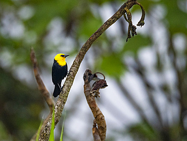 Adult male yellow-hooded blackbird, Chrysomus icterocephalus, perched in a tree within the Pacaya Samiria Preserve, Peru.