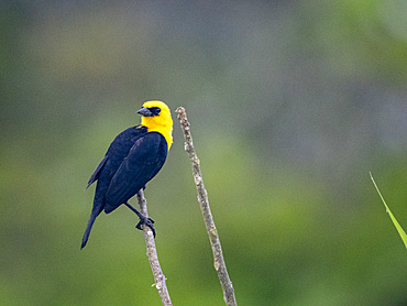 Adult male yellow-hooded blackbird, Chrysomus icterocephalus, perched in a tree within the Pacaya Samiria Preserve, Peru.