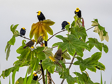 Adult yellow-hooded blackbirds, Chrysomus icterocephalus, perched in a tree within the Pacaya Samiria Preserve, Peru.