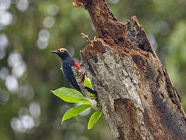 Adult yellow-tufted woodpecker, Melanerpes cruentatus, perched in a tree within the Pacaya Samiria Preserve, Peru.
