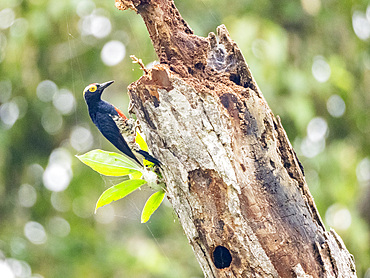 Adult yellow-tufted woodpecker, Melanerpes cruentatus, perched in a tree within the Pacaya Samiria Preserve, Peru.