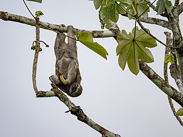 Adult brown-throated sloth, Bradypus variegatus, hanging in a tree within the Pacaya Samiria Preserve, Peru.