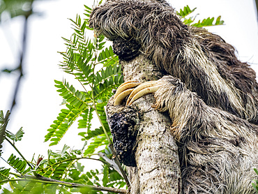 Adult brown-throated sloth, Bradypus variegatus, three toes detail hanging in a tree within the Pacaya Samiria Preserve, Peru.