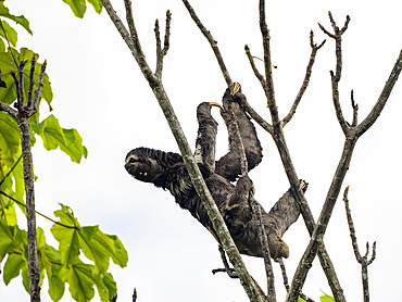 Adult male brown-throated sloth, Bradypus variegatus, hanging in a tree within the Pacaya Samiria Preserve, Peru.