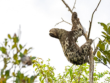 Adult brown-throated sloth, Bradypus variegatus, hanging in a tree within the Pacaya Samiria Preserve, Peru.
