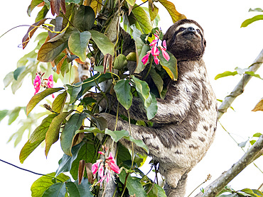 Adult brown-throated sloth, Bradypus variegatus, hanging in a tree within the Pacaya Samiria Preserve, Peru.
