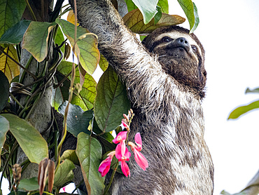 Adult brown-throated sloth, Bradypus variegatus, hanging in a tree within the Pacaya Samiria Preserve, Peru.