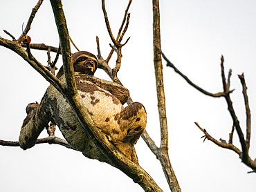 Adult brown-throated sloth, Bradypus variegatus, hanging in a tree within the Pacaya Samiria Preserve, Peru.
