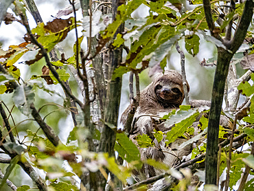 Adult brown-throated sloth, Bradypus variegatus, hanging in a tree within the Pacaya Samiria Preserve, Peru.