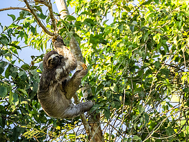 Adult brown-throated sloth, Bradypus variegatus, hanging in a tree within the Pacaya Samiria Preserve, Peru.