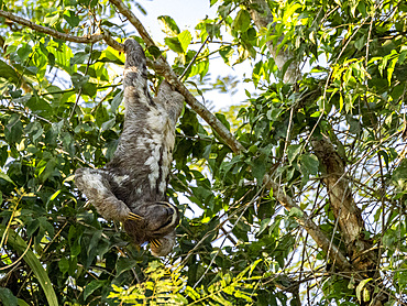 Adult brown-throated sloth, Bradypus variegatus, hanging in a tree within the Pacaya Samiria Preserve, Peru.