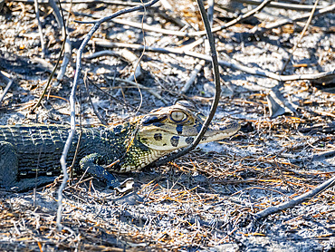 A juvenile black caiman, Caiman niger, on the riverbank of the Pacaya River within the Pacaya Samiria Preserve, Peru.