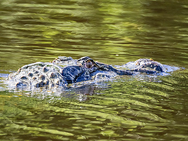 An adult black caiman, Caiman niger, swimming in the Pacaya River within the Pacaya Samiria Preserve, Peru.