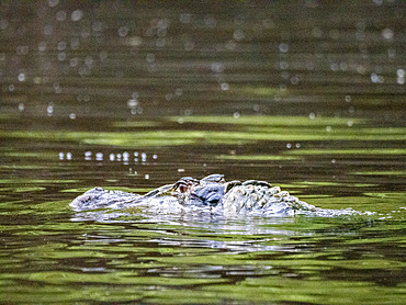 An adult black caiman, Caiman niger, swimming in the Pacaya River within the Pacaya Samiria Preserve, Peru.