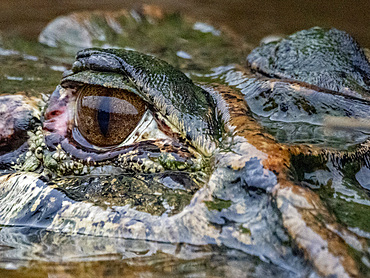An adult black caiman, Caiman niger, swimming in the Pacaya River within the Pacaya Samiria Preserve, Peru.