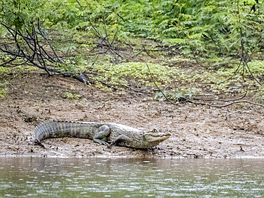 A spectacled caiman, Caiman crocodilus, on the riverbank of the Pacaya River within the Pacaya Samiria Preserve, Peru.