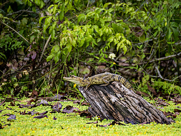 A juvenile spectacled caiman, Caiman crocodilus, basking on a stump within the Pacaya Samiria Preserve, Peru.