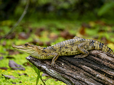 A juvenile spectacled caiman, Caiman crocodilus, basking on a stump within the Pacaya Samiria Preserve, Peru.