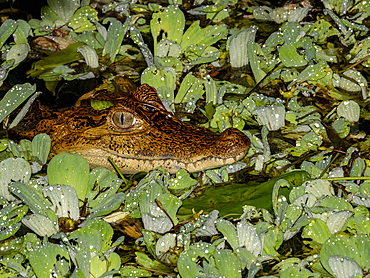 A juvenile spectacled caiman, Caiman crocodilus, at the surface at night within the Pacaya Samiria Preserve, Peru.