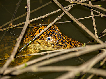A juvenile spectacled caiman, Caiman crocodilus, at the surface at night within the Pacaya Samiria Preserve, Peru.
