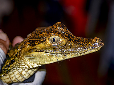 A juvenile spectacled caiman, Caiman crocodilus, captured at night within the Pacaya Samiria Preserve, Peru.
