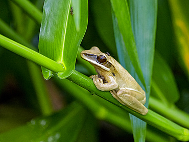 An adult basin tree frog, Boana lanciformis, clinging to a branch within the Pacaya Samiria Preserve, Peru.