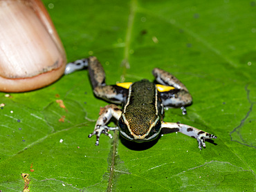 An adult brilliant-thighed poison-arrow frog, Allobates femoralis, captured within the Pacaya Samiria Preserve, Peru.