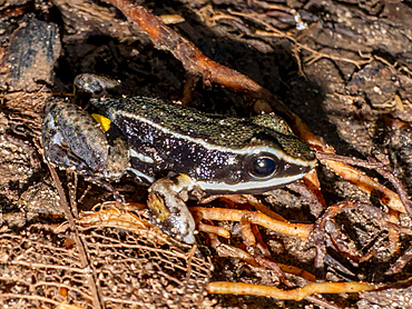 An adult brilliant-thighed poison-arrow frog, Allobates femoralis, within the Pacaya Samiria Preserve, Peru.
