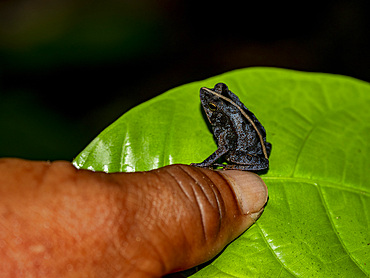 An adult crested forest toad, Bufo margaritafer, captured within the Pacaya Samiria Preserve, Peru.