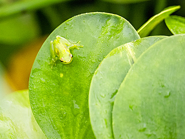 An adult dwarf glass frog, Teratohyla spinosa, on a leaf within the Pacaya Samiria Preserve, Peru.