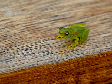 An adult dwarf glass frog, Teratohyla spinosa, on a railing within the Pacaya Samiria Preserve, Peru.
