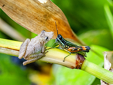 An adult Eirunepe snouted tree frog, Scinax garbei, on a leaf within the Pacaya Samiria Preserve, Peru.