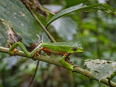 An adult giant monkey frog, Phyllomedusa bicolori, on a leaf within the Pacaya Samiria Preserve, Peru.