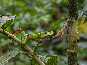 An adult giant monkey frog, Phyllomedusa bicolori, on a leaf within the Pacaya Samiria Preserve, Peru.