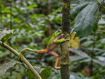 An adult giant monkey frog, Phyllomedusa bicolori, on a leaf within the Pacaya Samiria Preserve, Peru.