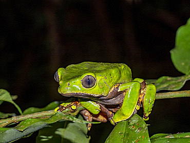 An adult giant monkey frog, Phyllomedusa bicolori, on a leaf within the Pacaya Samiria Preserve, Peru.