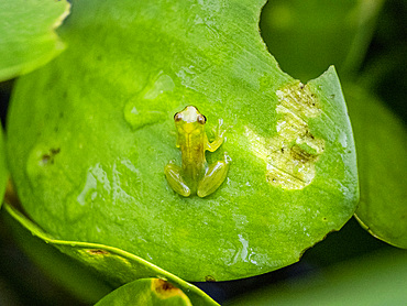 An adult dwarf glass frog, Teratohyla spinosa, on a leaf within the Pacaya Samiria Preserve, Peru.