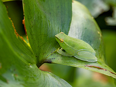 An adult greater hatchet-faced tree frog, Sphaenorhynchus lacteus, on a leaf within the Pacaya Samiria Preserve, Peru.