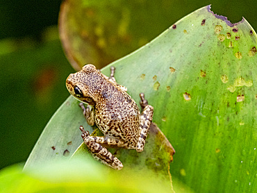 An adult Manaus spiny-backed frog, Osteocephalus taurinus, on a leaf within the Pacaya Samiria Preserve, Peru.