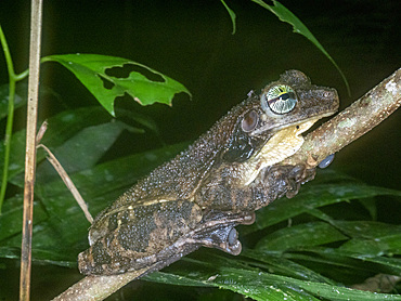 An adult Manaus spiny-backed frog, Osteocephalus taurinus, on a leaf within the Pacaya Samiria Preserve, Peru.