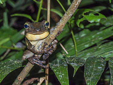 An adult Manaus spiny-backed frog, Osteocephalus taurinus, on a leaf within the Pacaya Samiria Preserve, Peru.