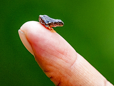 An adult painted forest toadlet, Engystomops petersi, on a human finger within the Pacaya Samiria Preserve, Peru.