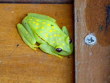 An adult polka-dot tree frog, Boana punctata, on the ship within the Pacaya Samiria Preserve, Peru.