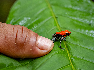 An adult red-backed poison frog, Ranitomeya reticulata, captured within the Pacaya Samiria Preserve, Peru.