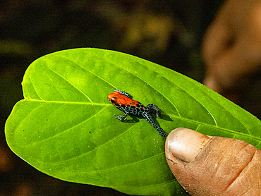 An adult red-backed poison frog, Ranitomeya reticulata, captured within the Pacaya Samiria Preserve, Peru.